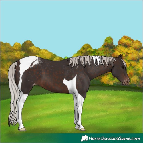 Horse Color:Silver Brown Tobiano Blanket 