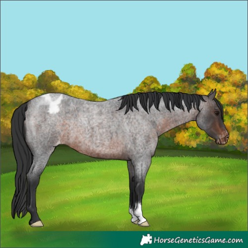 Horse Color:Brown Roan Blanket 