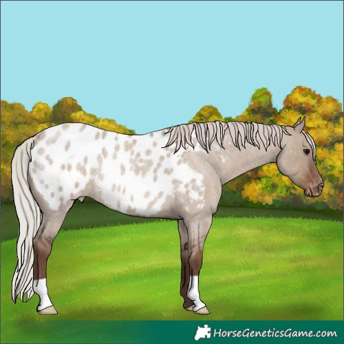 Horse Color:Silver Grullo Roan Near Leopard Rabicano 