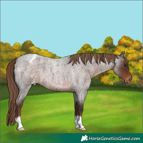 Horse Color:Liver Red Roan Appaloosa 
