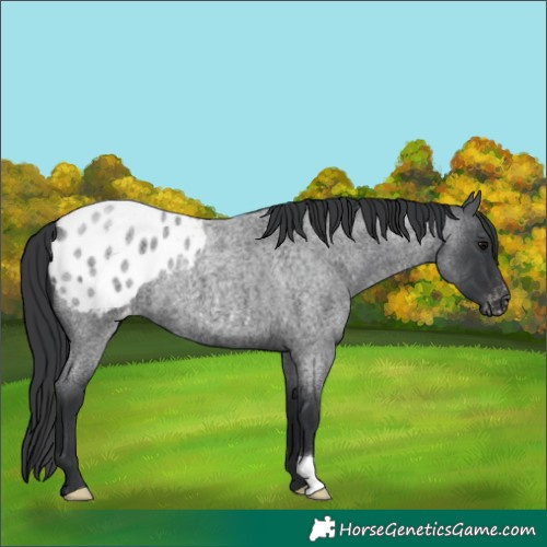 Horse Color:Blue Roan Blanket 