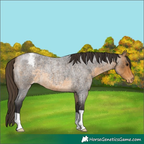 Horse Color:Buckskin Roan Blanket 