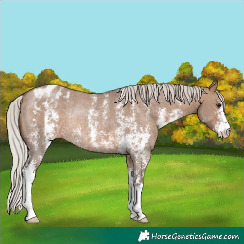 Horse Color:Silver Brown Dun Sabino Blanket Rabicano 