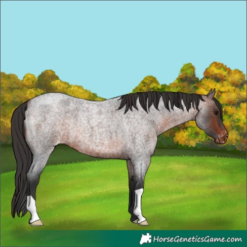 Horse Color:Brown Roan Varnish 
