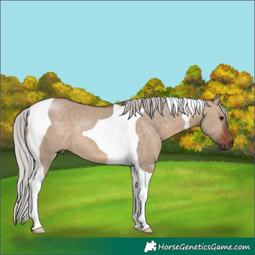 Horse Color:Silver Brown Dun Tobiano 
