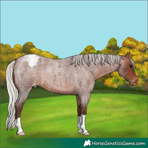 Horse Color:Silver Brown Roan Blanket 