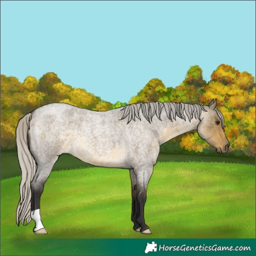Horse Color:Silver Buckskin Roan Dun 