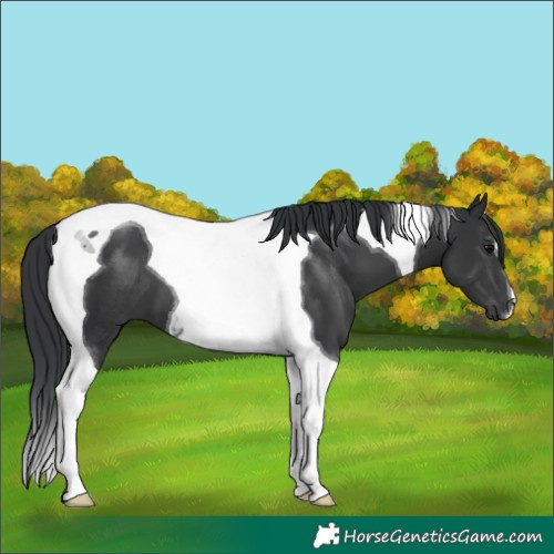 Horse Color:Black Tobiano 