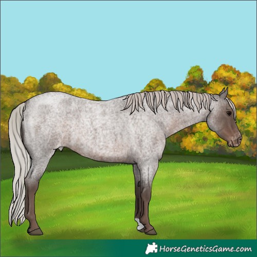 Horse Color:Silver Blue Roan Varnish