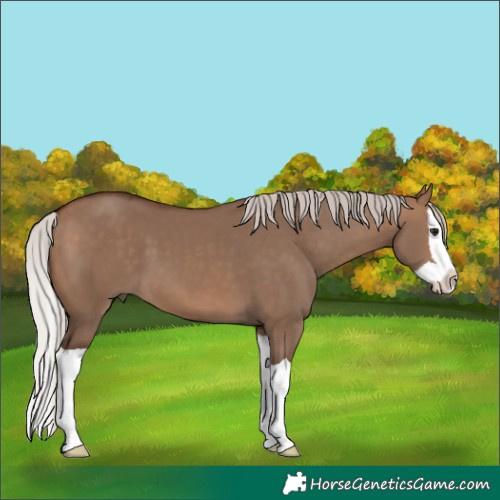Horse Color:Silver Brown Dun Splash 