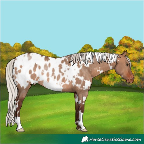 Horse Color:White Spotted Silver Brown Dun Near Leopard Rabicano