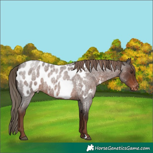 Horse Color:Liver Red Roan Appaloosa 