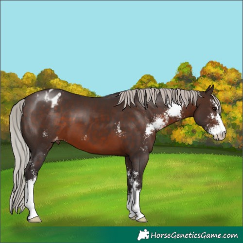 Horse Color:Silver Brown Sabino Blanket