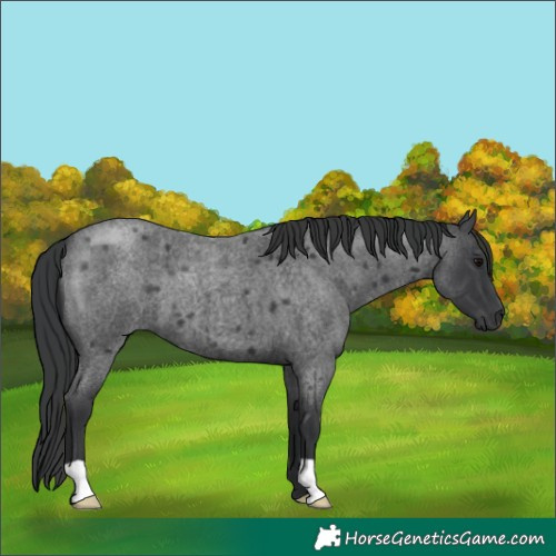 Horse Color:Blue Roan 