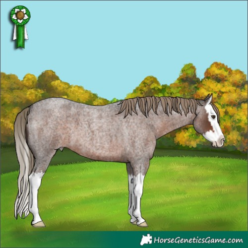 Horse Color:Liver Red Roan Splash 
