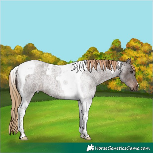Horse Color:Liver Red Roan Tobiano Rabicano 