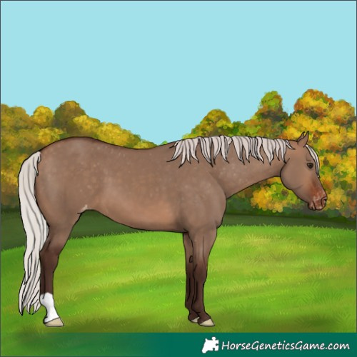 Horse Color:Silver Brown Dun Varnish 