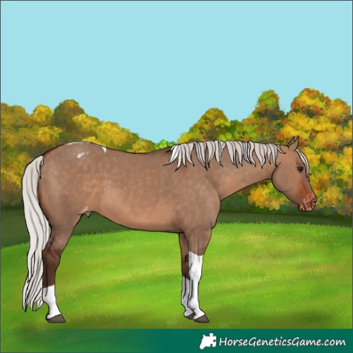 Horse Color:Silver Brown Dun Tobiano Varnish