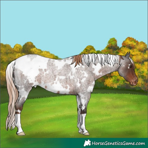 Horse Color:White Spotted Liver Red Roan Varnish 