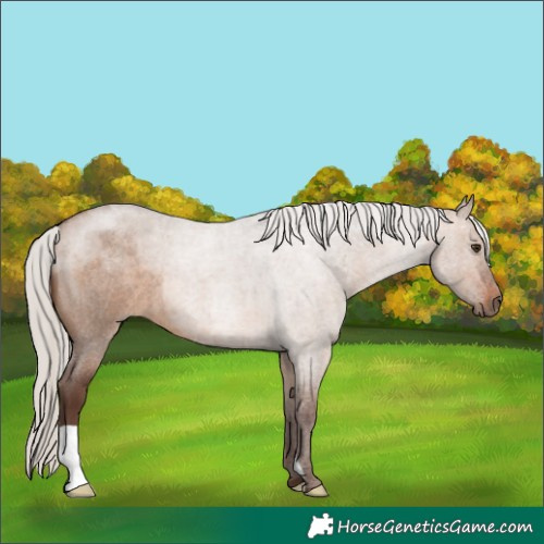 Horse Color:Silver Brown Roan Dun 