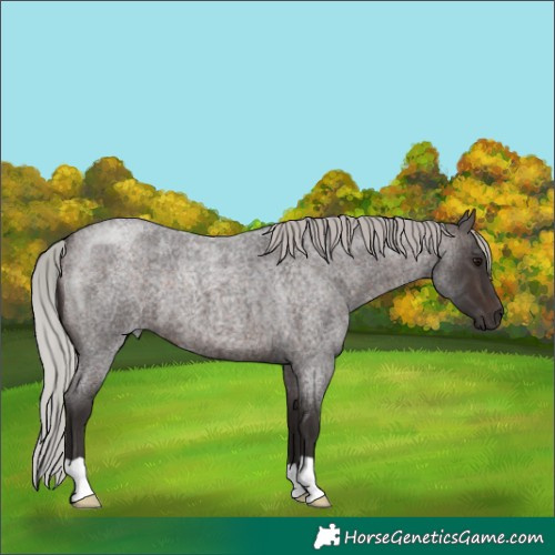 Horse Color:Silver Brown Roan 
