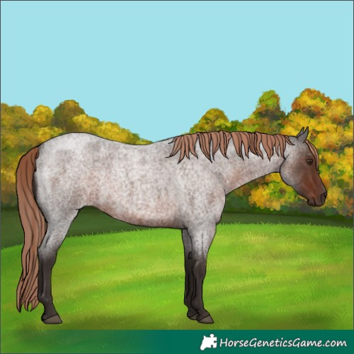 Horse Color:Liver Red Roan 