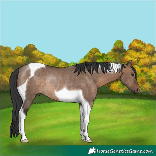 Horse Color:Brown Dun Tobiano Rabicano