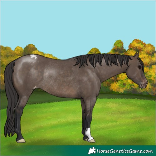 Horse Color:Brown Dun Varnish Rabicano 
