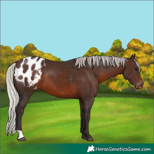 Horse Color:Silver Brown Blanket 