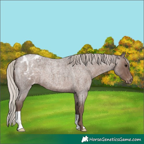 Horse Color:Silver Blue Roan Varnish 