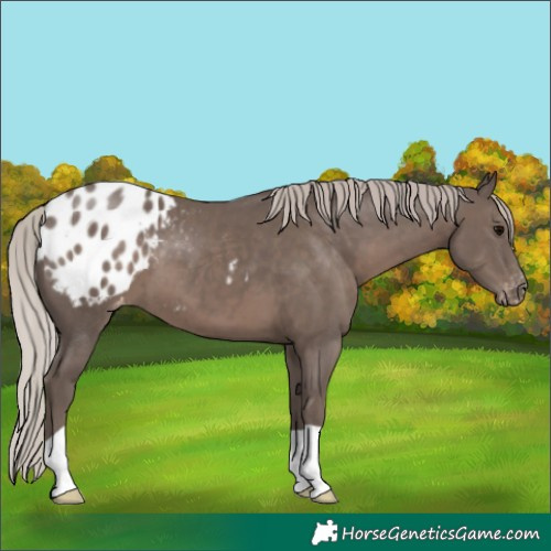 Horse Color:Silver Black Appaloosa