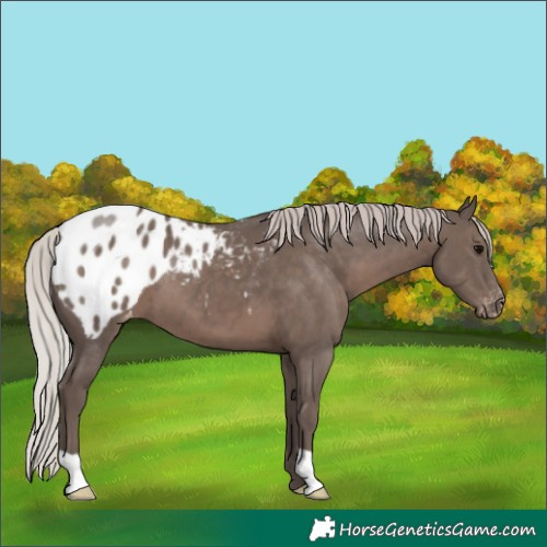 Horse Color:Silver Black Appaloosa