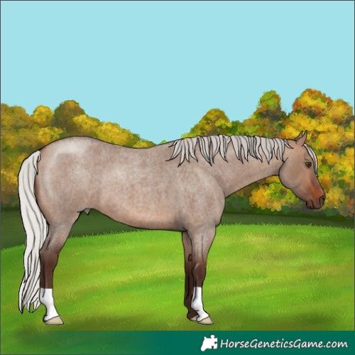 Horse Color:Silver Brown Roan Dun 