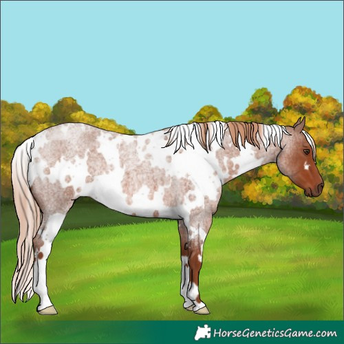 Horse Color:White Spotted Red Roan
