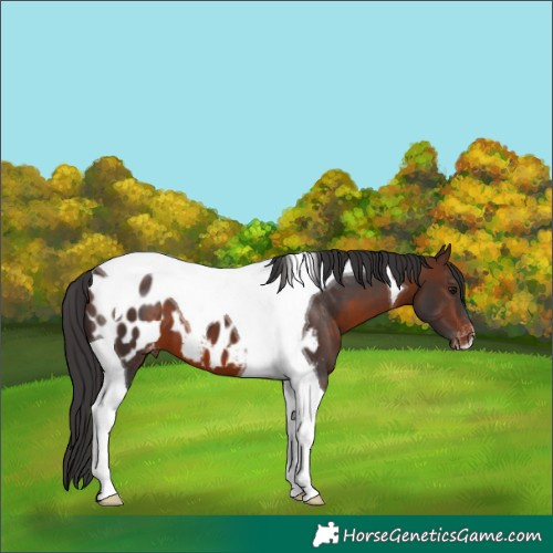 Horse Color:Brown Tobiano Near Leopard 