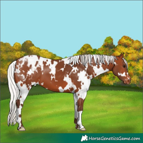Horse Color:White Spotted Silver Brown Blanket 