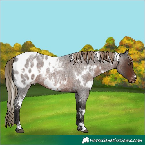 Horse Color:White Spotted Liver Red Roan Blanket Rabicano 