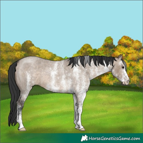 Horse Color:White Spotted Brown Roan Dun 