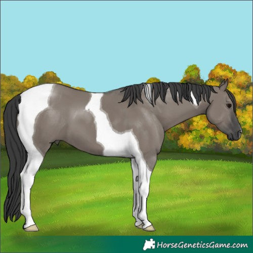 Horse Color:Grullo Tobiano