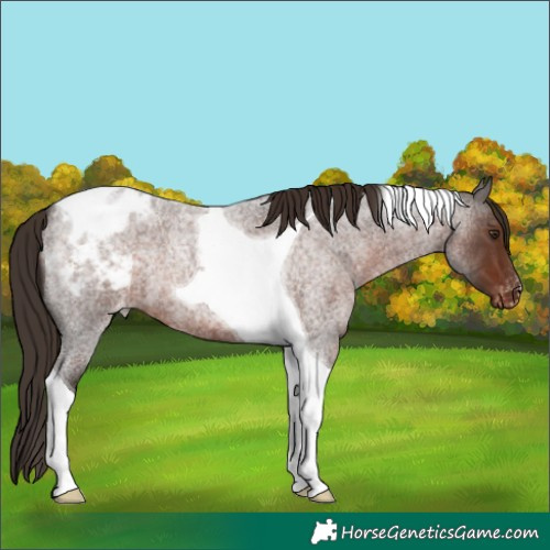 Horse Color:Liver Red Roan Tobiano Blanket 