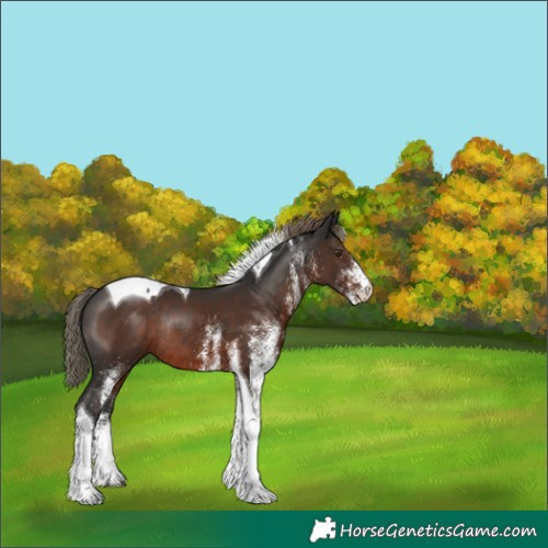 Horse Color:White Spotted Liver Chestnut Tobiano Rabicano