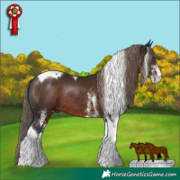 Horse Color:White Spotted Liver Chestnut Tobiano Rabicano 