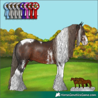 Horse Color:White Spotted Liver Chestnut Tobiano Rabicano
