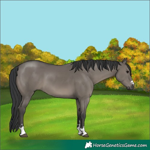 Horse Color:Grullo 