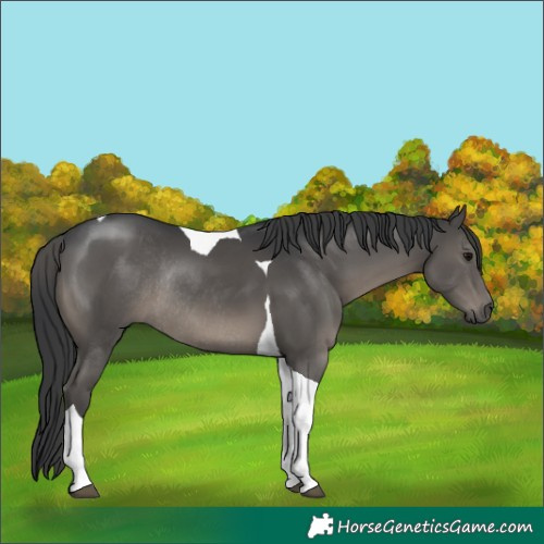 Horse Color:Black Tobiano Rabicano 