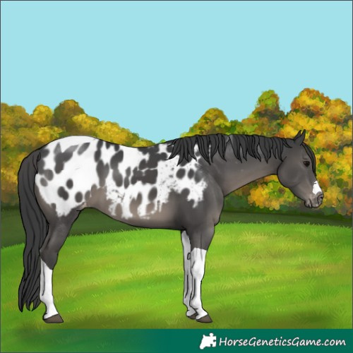 Horse Color:Black Tobiano Near Leopard 