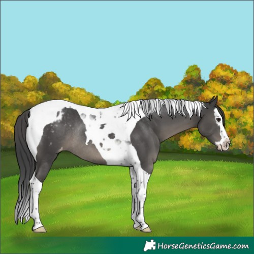 Horse Color:Black Splash Tobiano Blanket Rabicano 