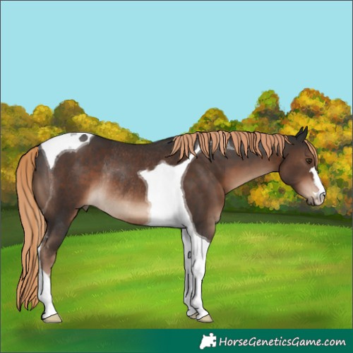 Horse Color:Liver Chestnut Tobiano Rabicano