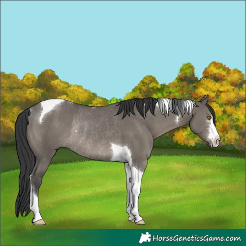 Horse Color:Grullo Tobiano Rabicano