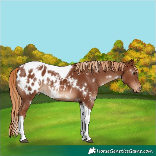 Horse Color:White Spotted Chestnut Tobiano Blanket 